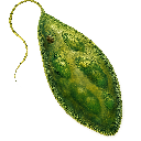 Algae