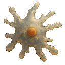Amoeba
