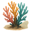 Coral