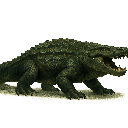 Crocodile