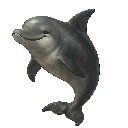 Dolphin