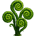 Fern