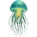 Jellyfish