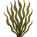 Kelp