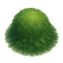 Moss