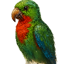 Parrot