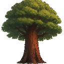 Sequoia