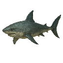 Shark