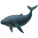 Whale